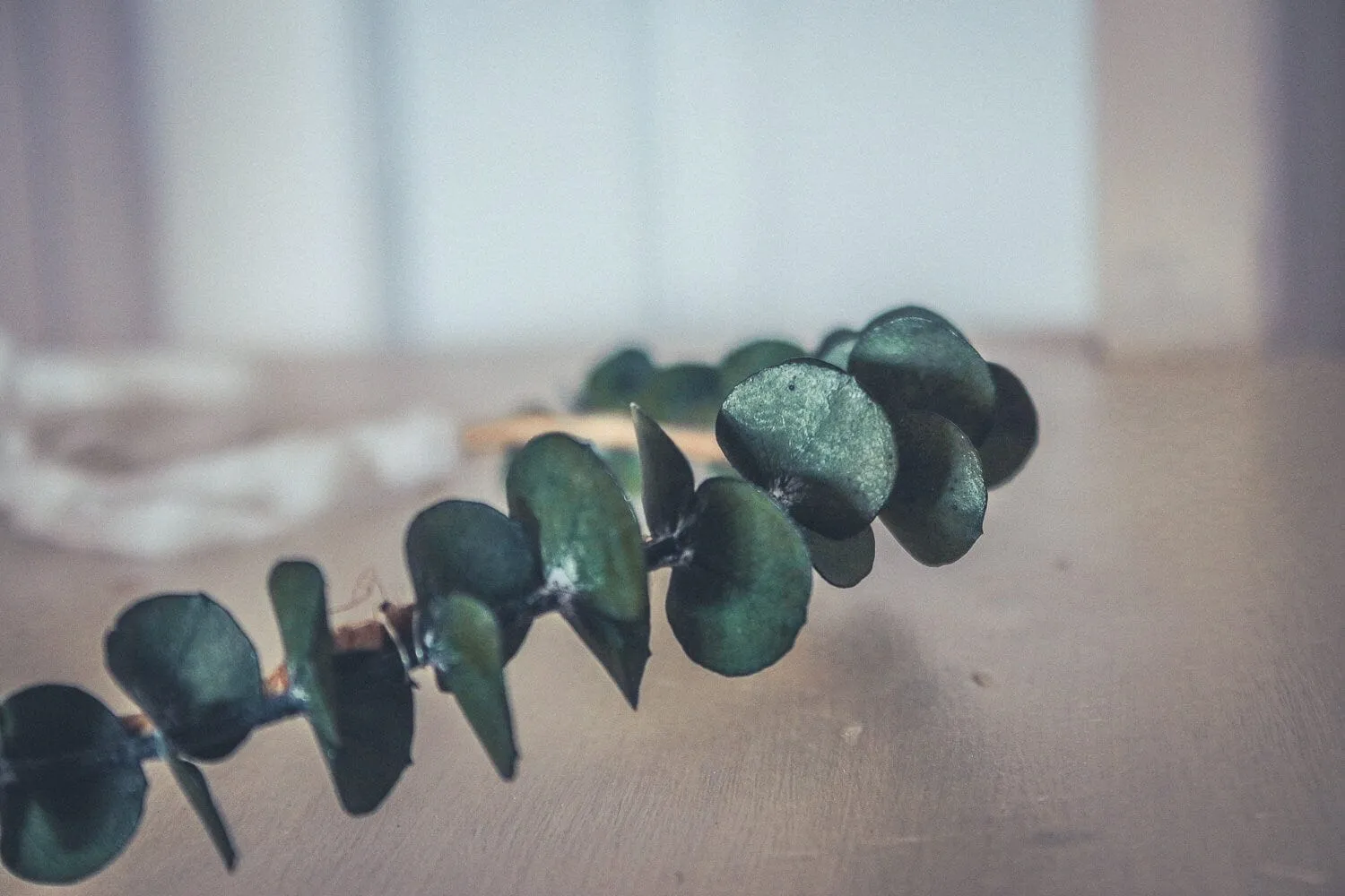 Real Dried Eucalyptus Crown, Greenery Crown, Leaf Crown, floral crown, bridal flower crown, bridal crown, wedding crown